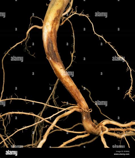 Stem Canker Rhizoctonia Solani Lesions On The Roots And Lower Stem Of