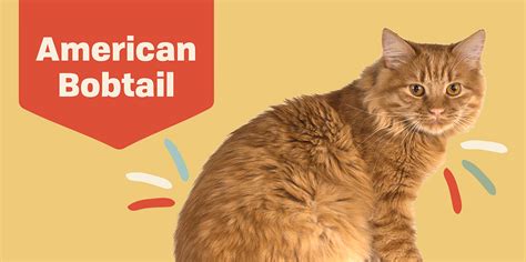 American Bobtail Cat Breed Information And Characteristics Daily Paws