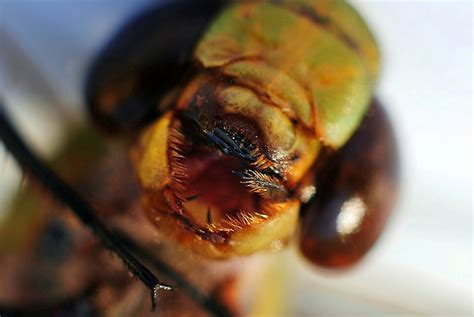 Seeing a dragonfly in dreams or if one suddenly appears in your life, it is a sign of caution. Dragonfly bite! | Man! I just got bit by a Dragonfly! It ...