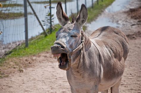 Best Donkey Teeth Stock Photos Pictures And Royalty Free