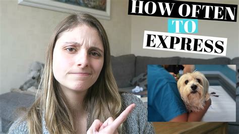How Often To Express Dogs Anal Glands Your Question