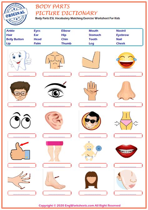 Intatto Linguaggio Rischioso Body Parts Vocabulary Exercises Esagerare