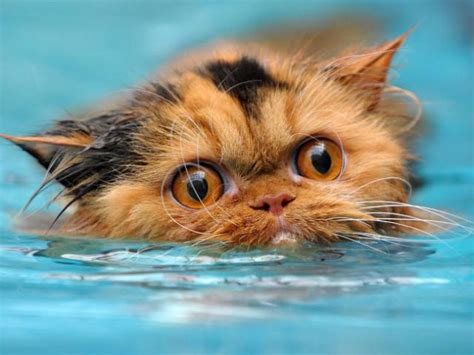 Swimming Cats Are So Funny 29 Pics