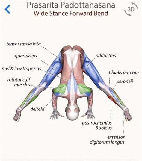 Pin by Dominika Żelazowska on JOGA Yoga anatomy Yoga muscles Easy