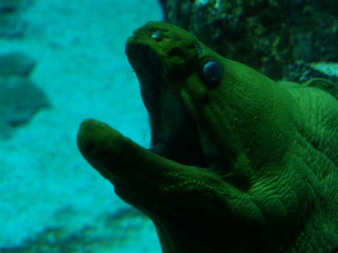 Its common name is a faithful description of (gymnothorax meleagris) as its dark. Moray Eel, Mouth Wide | Tenuous Link: Above water > Under wa… | Flickr