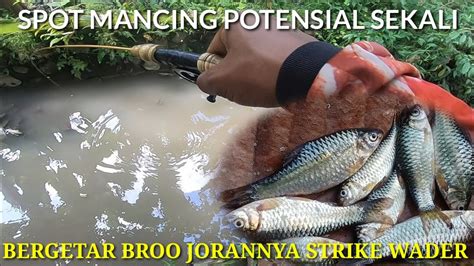 Spot Potensialmancing Wader Cakul Barbodes Binotatus Cukup Di