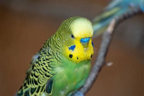 Selective Focus Shot Of A Green Yellow Budgerigar Parrot On A Branch