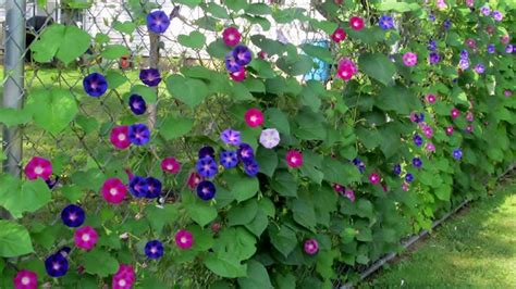 It provides you with a installing a chain link fence requires attention to its maintenance also because without it the fence will gather rust. Landscaping Along A Chain Link Fence - YouTube
