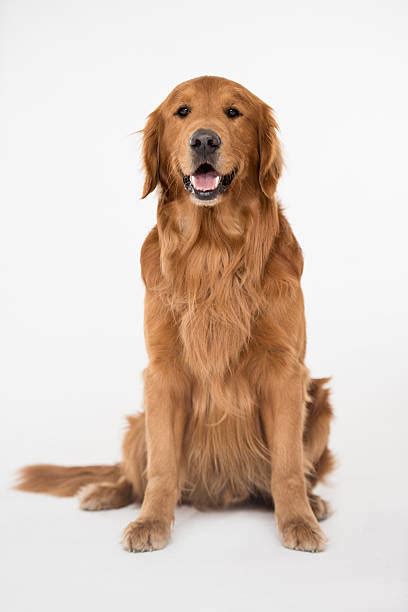 Royalty Free Golden Retriever Pictures Images And Stock Photos Istock