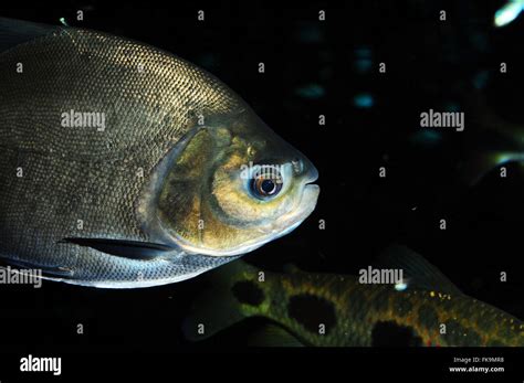Diferença Entre Pacu E Tambaqui