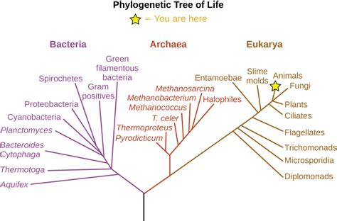 Many of these options are so lovely you can use them as your new family tree is a work of art, and it makes a great gift for grandparents, newly married couples, new babies, and anyone interested in genealogy. 1.2 A Systematic Approach - Microbiology: Canadian Edition