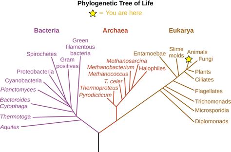 Vp online provides you with a large collection of free family tree templates. 1.2 A Systematic Approach - Microbiology: Canadian Edition