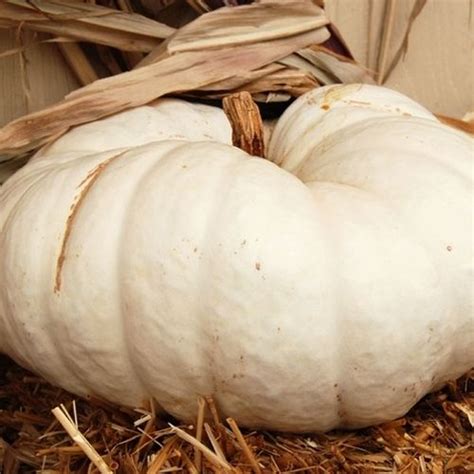 Maybe you would like to learn more about one of these? Heirloom White Boer Pumpkin | Pumpkin