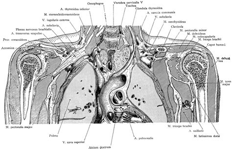 Frontal Section Through The Thorax Clipart Etc