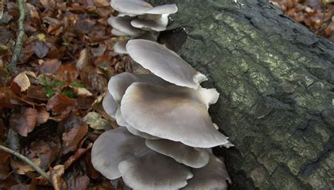 Edible Mushrooms That Grow On Dead Trees Our Pastimes