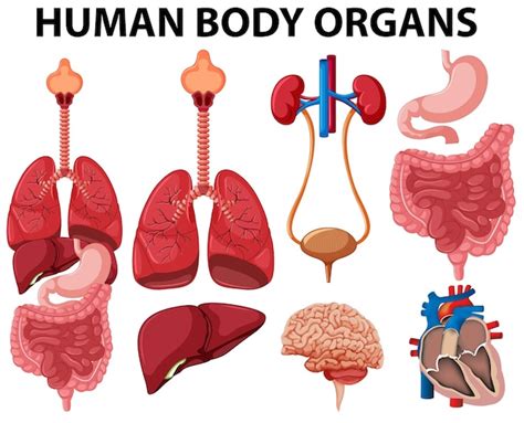 Diferentes Tipos De órgãos Do Corpo Humano Vetor Premium