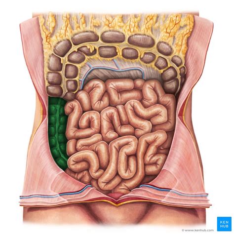 Large Intestine Anatomy Blood Supply And Innervation Kenhub