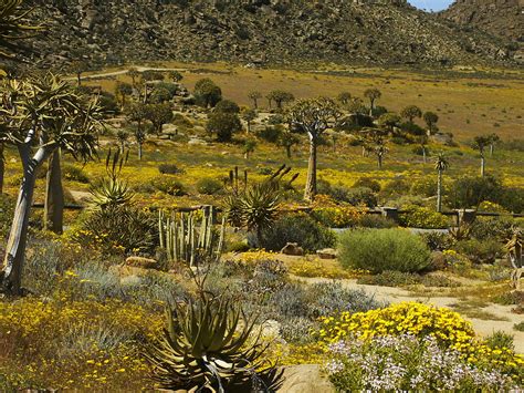 Cape town, kruger park & garden. File:Namaqualand, Goegap 0035.jpg - Wikimedia Commons