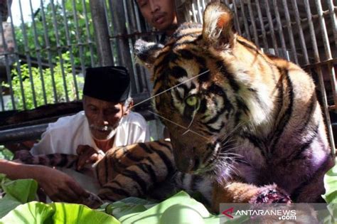 Harimau Sumatra Masuk Perkebunan Warga Di Aceh Selatan