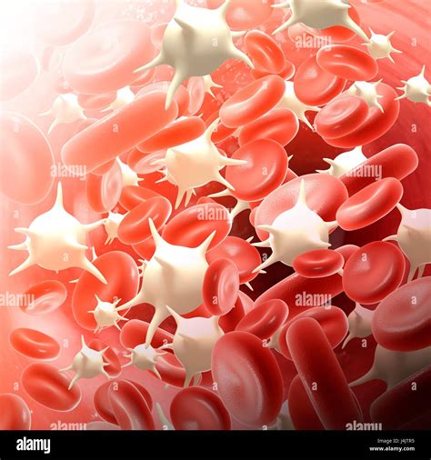 Illustration Of Red And White Blood Cells Stock Photo Alamy