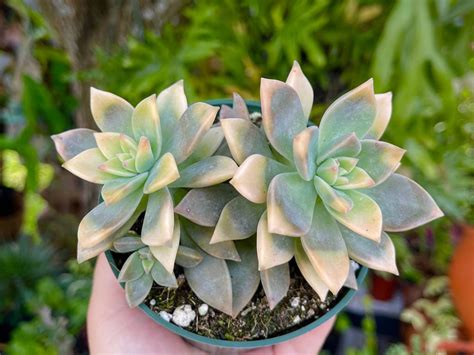 Graptopetalum Paraguayense F Variegata Commonly Known As Variegated Ghost Plant Photo By