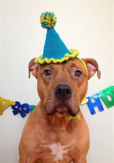 Party Hat Dog Party Hat Party Hat For Dogs Gotcha Day Hat Etsy Dog
