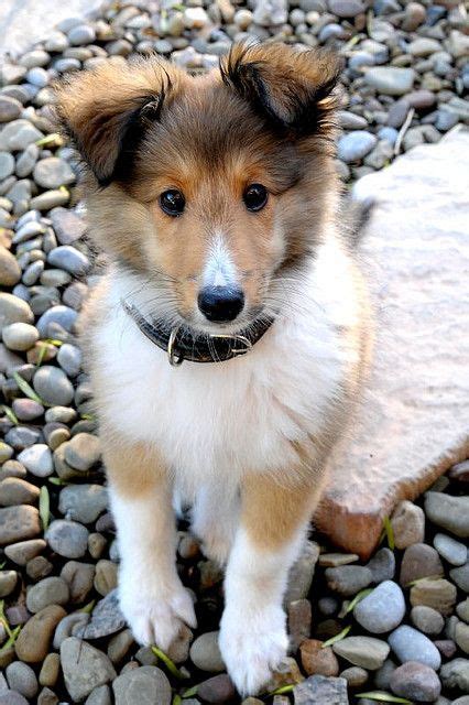 17 Best Images About Collie On Pinterest Shetland Sheepdog Smooth