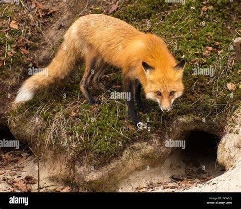 Red Fox By The Den Enjoying Its Surrounding Stock Photo Alamy