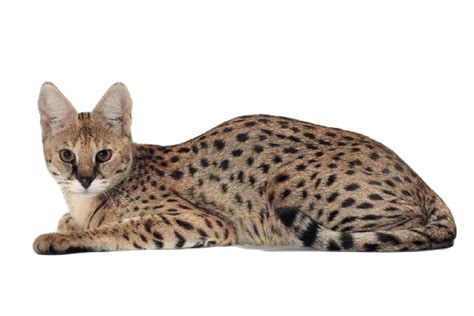 Savannah Cat Breed Info Pictures Facts And Characteristics Catster