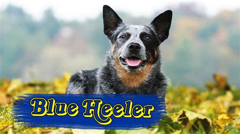 Blue Heeler Australian Cattle Dog Personalities And