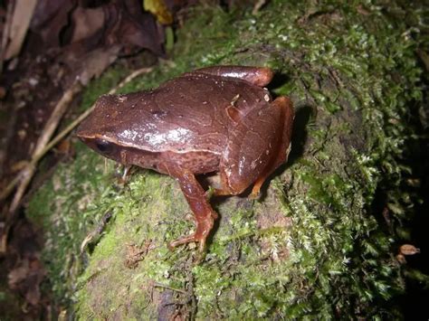 Datos De Plethodontohyla Mihanika Dieta Hábitat E Imágenes En