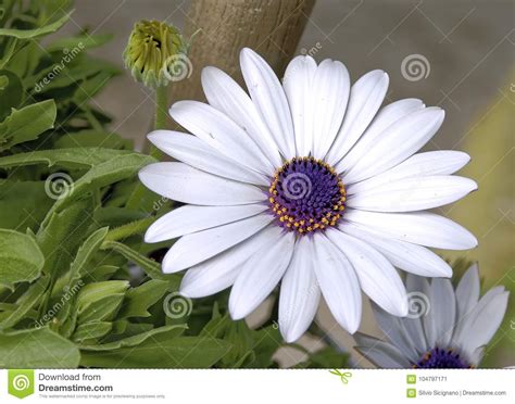 Regalare un fiore è un gesto dai mille significati. Fiori Tipo Margherite / Fiore Di Pioggia Dimorphotheca ...