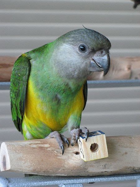 The 5 Best - but Often Over-looked - Small Parrot Pets ...