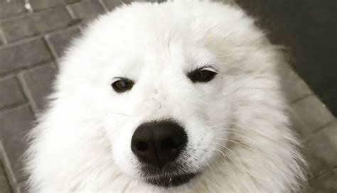 15 Funny Pictures Explaining Why We Love Samoyed Dogs So Much The Paws