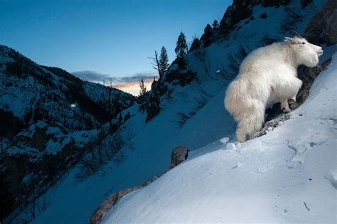 Mountain Goat Picture Image Abyss
