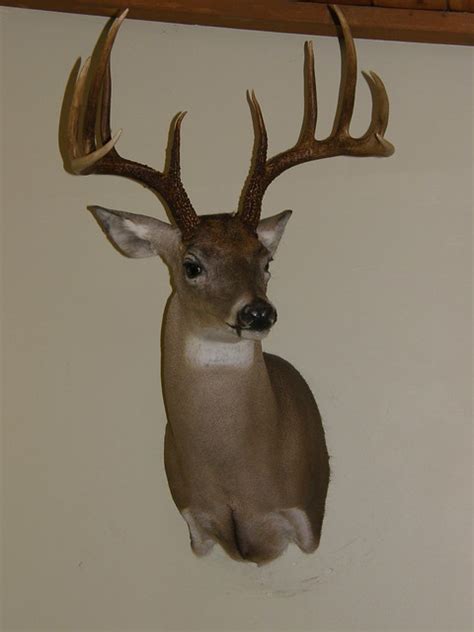 Whitetail Deer Shoulder Mount Flickr Photo Sharing