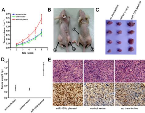 Tumorigenicity Assay In Nude Mice A Tumor Growth Curv Open I