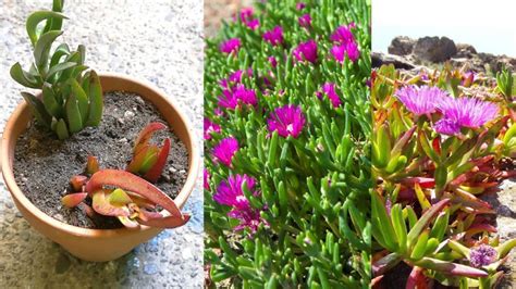 3 Steps How To Grow Ice Plant From Cuttings Update 03 2024