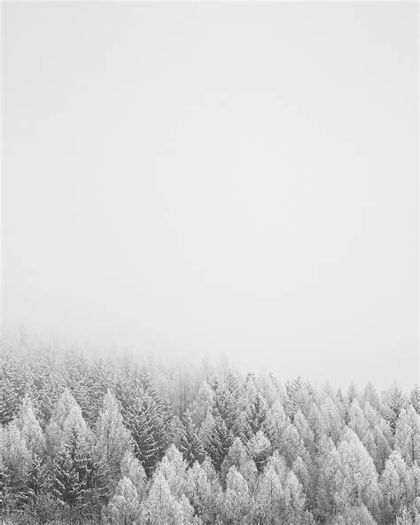 Forest Trees Snow Nature Winter Hd Phone Wallpaper Peakpx