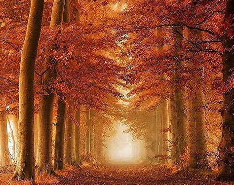 Autumn Trail Path Autumn Trees Mist Hd Wallpaper Peakpx