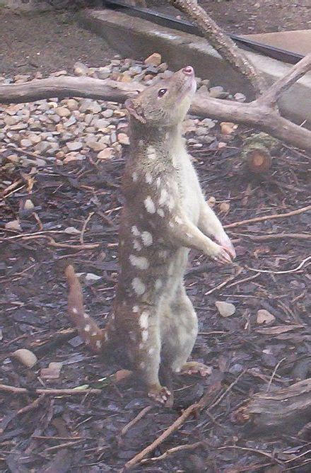 Tiger Quoll Wikipedia The Free Encyclopedia Quoll Weird Mammals