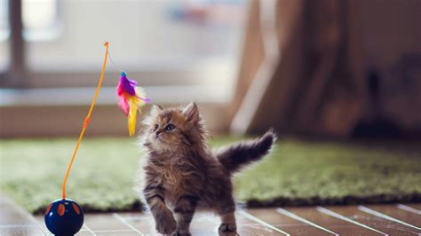 The Best Cat Toys To Keep Your Cat Active