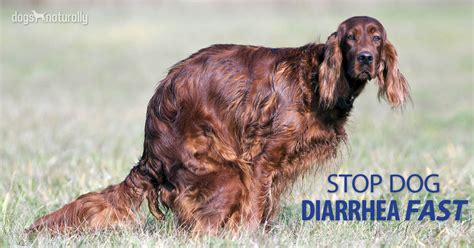What to feed a dog with diarrhea and vomiting. How To Stop Your Dog's Diarrhea