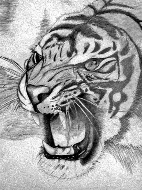 Dibujos A Lapiz De Un Tigre Imagui Dibujos De Colorear