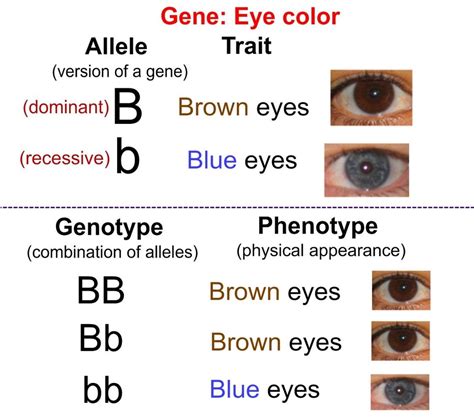 What Are Dominant And Recessive Alleles Facts Yourgenomeorg Why Eyes