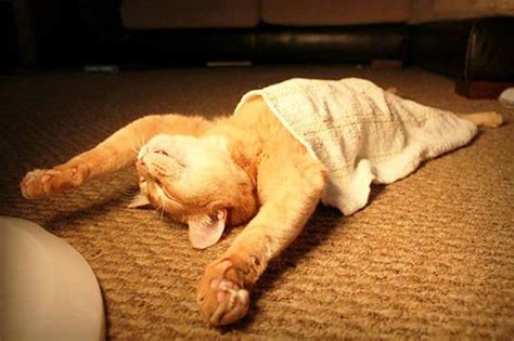 10 Photos Of Cats Sleeping In Hilarious Positions