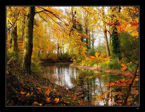 Forest Autumn River Leaves Hd Wallpaper Peakpx