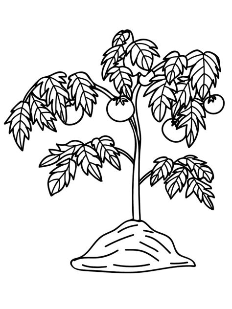 Printable Tomato Plant Coloring Page Download Print Or Color Online
