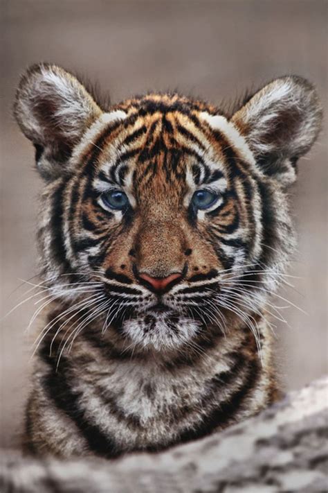Blue Eyed Tiger Cub Wild Cats Pinterest
