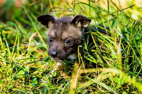 African Painted Dog Puppies African Painted Dog Pups Are First To Be